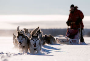 sweden lapland husky sledding vs