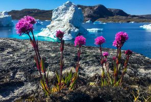 west greenland wildflowers near ilulissat vg