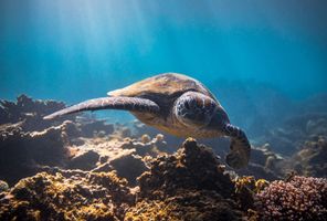 western australia ningaloo reef green turtle istk