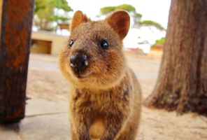 western australia rottnest island inquisitive quokka istk