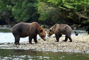 canada-grizzly-bears-on-shore-bc