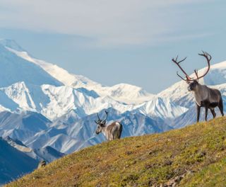 Caribou in Denali National Park