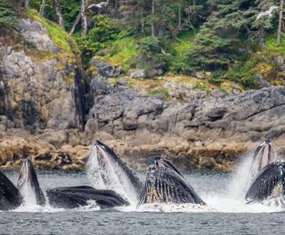 alaska humpback whales feeding off coast istk