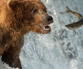 alaska katmai grizzly bear catching salmon detail istk