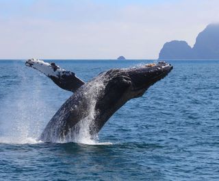 Humpback whale breaching, Kenai Fjords