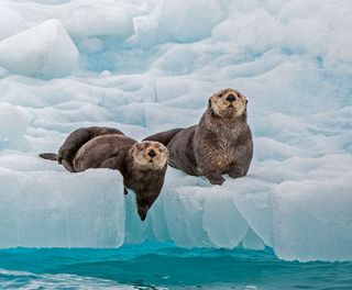 alaska sea otters prince william sound istk