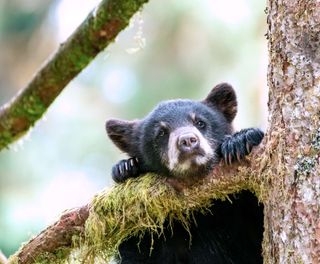 alaska tongass nat forest black bear cub face istk