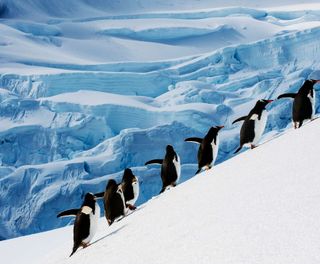 antarctic peninsula gentoo penguins waddling uphill istk