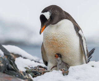 antarctica gentoo penguin with chick istk