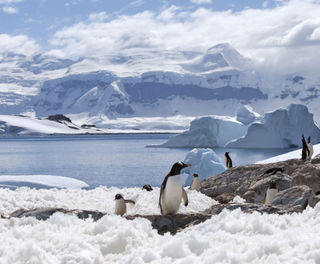 antarctica peninsula gentoo penguins istock