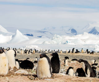 antarctica ross sea cape hallett adelie penguins astk