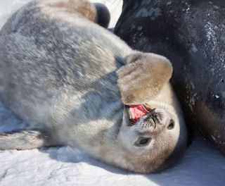 antarctica wildlife weddell seal pup istk