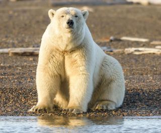 arctic polar bear on shore looking at camera istk