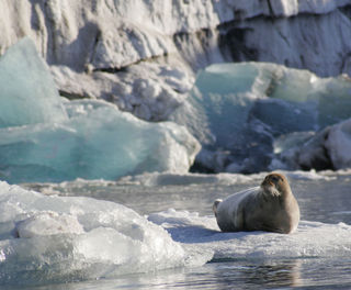 arctic spitsbergen bearded seal on ice floe vn 1