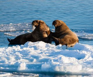 arctic walrus on pack ice spitsbergen istk