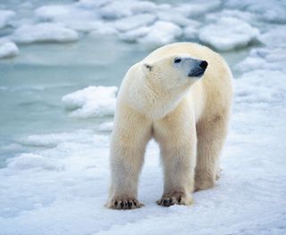 arctic wildlife polar bear rh