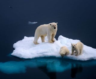 arctic wildlife polar bears db