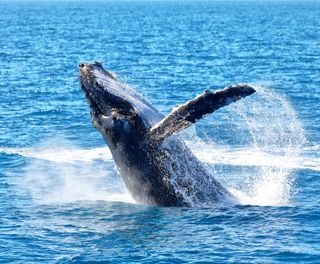 australia humpback whale breaching astk