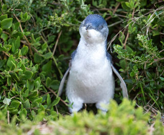 australia little penguin phillip island victoria istk