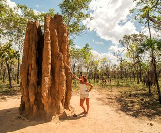 australia northern territory litchfield national park termite mound istk