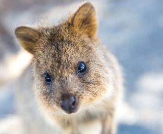 australia quokka rottnest island astk