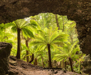 australia tasmania trowutta arch large tarkine drive istk