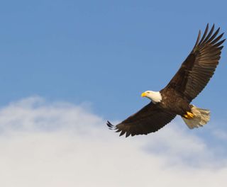 bald eagle in flight istk