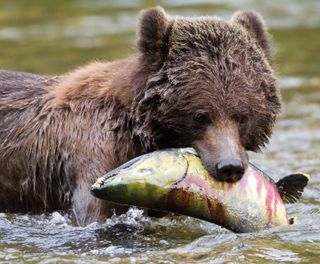 british columbia great bear lodge bear with salmon