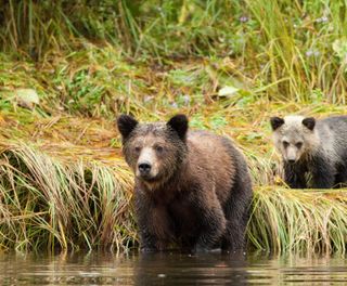 british columbia great bear lodge young bears