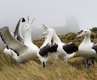 campbell island southern royal albatross istk