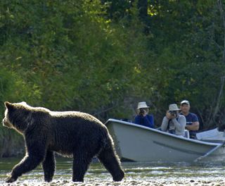 canada bear viewing by boat tweedsmuir provincial park tpl 1