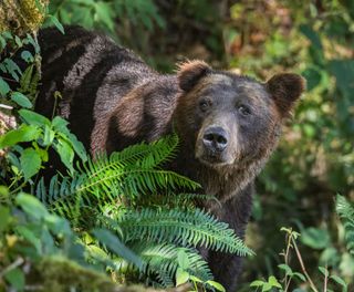 canada british columbia grizzly bear in forest near toba inlet kwr