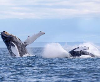 Humpback whales breaching