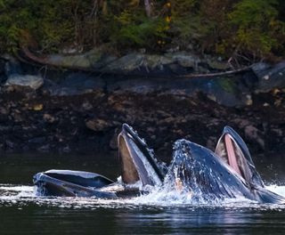 canada british columbia humpbacks feeding baleen off vancouver island istk