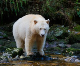 Bear watching