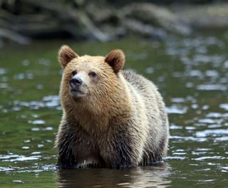 canada grizzly at knight inlet istk