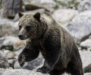 canada grizzly bear on rocky shore istk