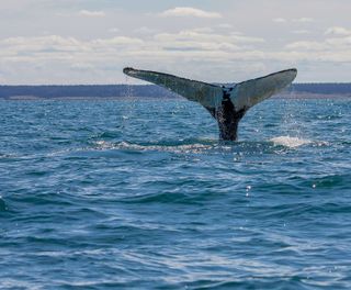 Humpback whale