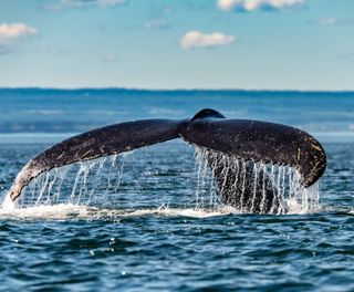 canada humpback whale st lawrence river quebec istk