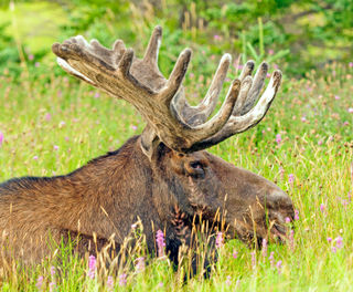 Moose, Gros Morne