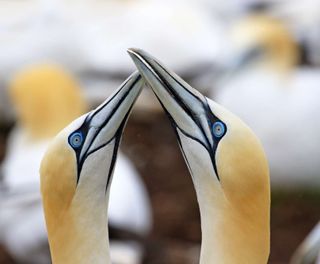 Northern gannets