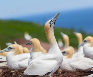 canada northern gannet colony bonaventure island quebec astk