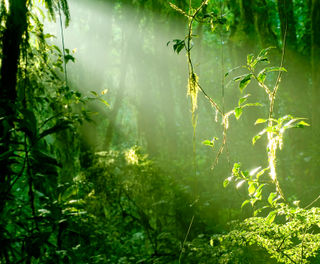 costa rica rainforest istk