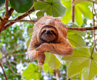costa rica three toed sloth adstk