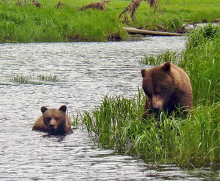 doug greatbearlodge grizzlies