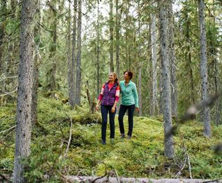 east finland forest trail near hotel kalevala