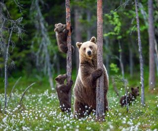 eastern finland brown bear family istk