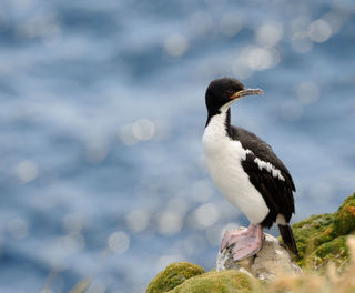 enderby island auckland shag istk