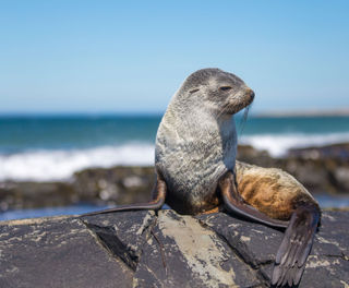 falklands wildlife fur seal sstk