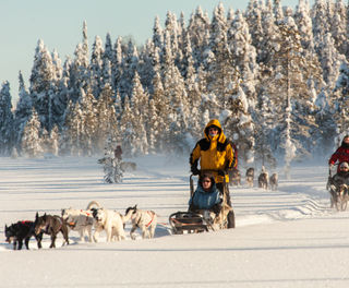 finland husky sledding